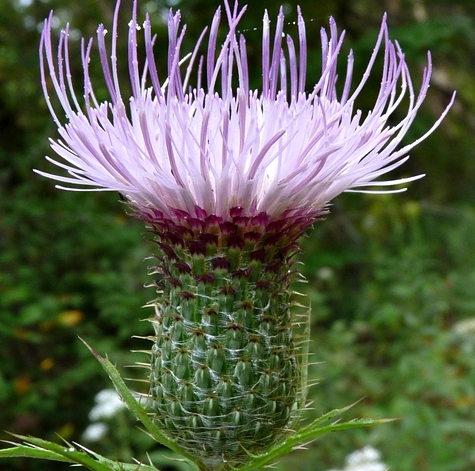 {Cirsium altissimum